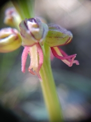 Orchis anthropophora