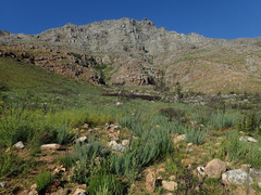 Lebeckia sepiaria
