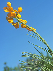 Lebeckia sepiaria