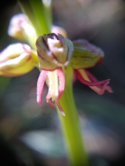 Orchis anthropophora