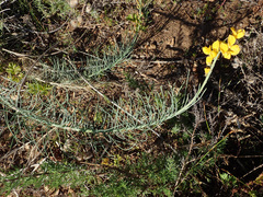 Lebeckia sepiaria