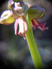 Orchis anthropophora