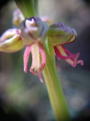 Orchis anthropophora