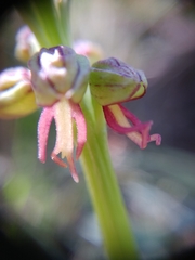Orchis anthropophora