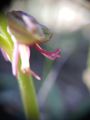 Orchis anthropophora
