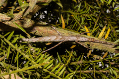 Acanthoxyla geisovii