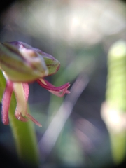 Orchis anthropophora