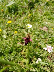 Ophrys