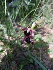 Ophrys