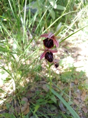 Ophrys