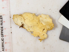 Perenniporia bostonensis