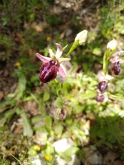 Ophrys