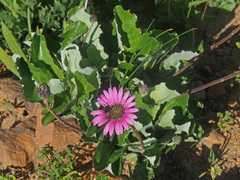 Gerbera crocea