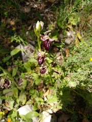 Ophrys
