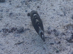 Cheilinus chlorourus