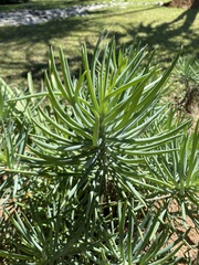 Senecio barbertonicus
