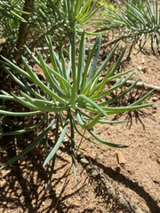 Senecio barbertonicus