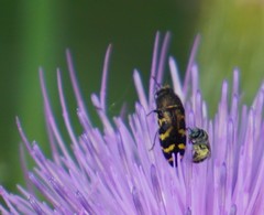 Acmaeodera mixta