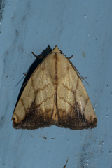 Xanthodes transversa