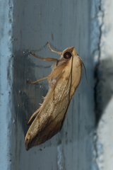 Xanthodes transversa