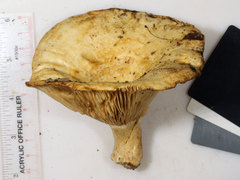Lactarius psammicola f. glaber image