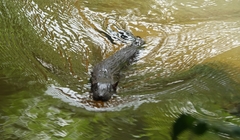 Giant Otter Shrew photo 5
