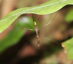 Ploiaria antipodum