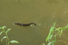 Giant Otter Shrew photo 4
