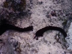 Holothuria leucospilota