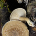 Lentinus arcularius - Photo (c) jorgemartin71, μερικά δικαιώματα διατηρούνται (CC BY-NC)