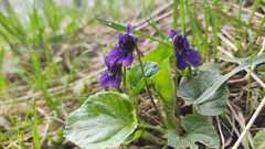 Viola odorata