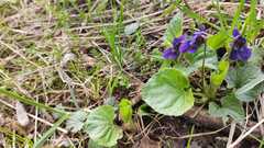 Viola odorata