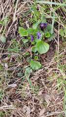 Viola odorata