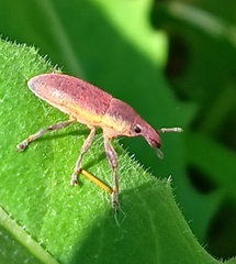 Lixus angustus