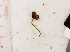 Simocybe serrulata
