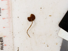 Simocybe serrulata