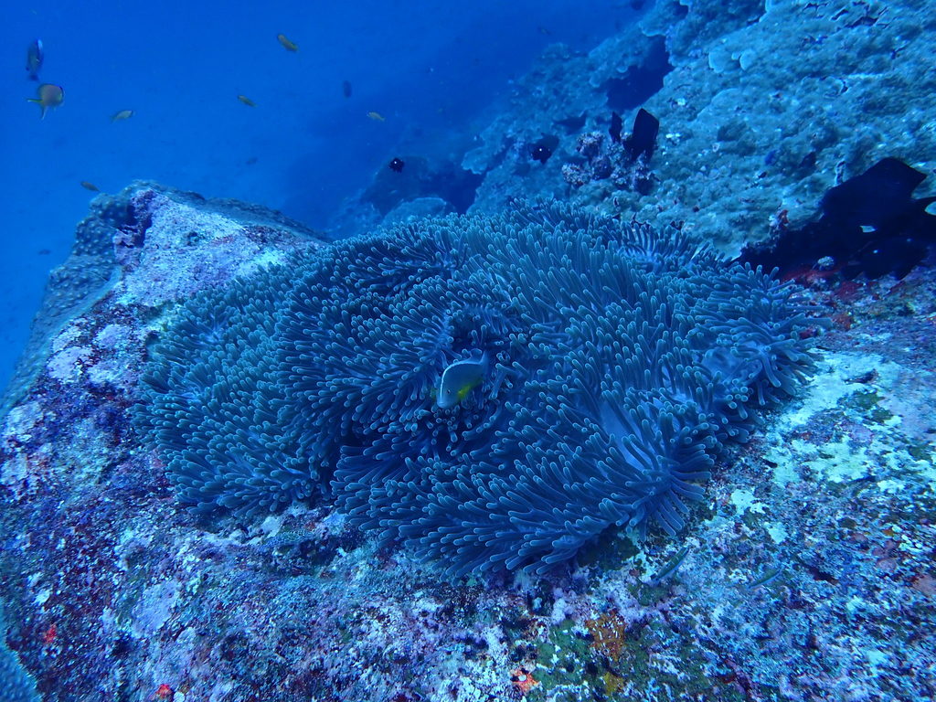 Skunk clownfish