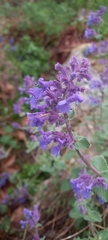 Nepeta racemosa