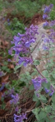 Nepeta racemosa