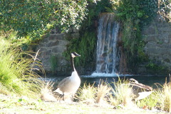 Branta canadensis maxima