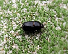 Alissonotum pauper
