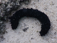 Holothuria leucospilota