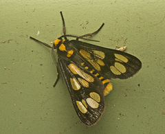 Eressa geographica