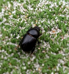 Alissonotum pauper