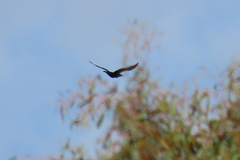 Phalacrocorax sulcirostris
