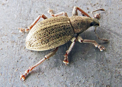 Sciaphobus squalidus