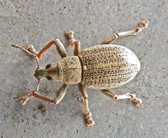 Sciaphobus squalidus