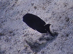 Acanthurus nigrofuscus