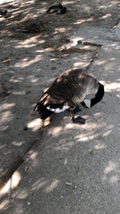 Branta canadensis