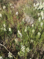 Lupinus malacophyllus